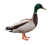 u10_4a_canard