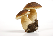 u10_4a_champignon